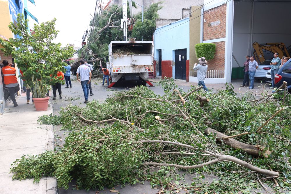 Difunde Parques y Jardines del Gobierno de Guadalajara protocolo de actuación ante caída de árboles 