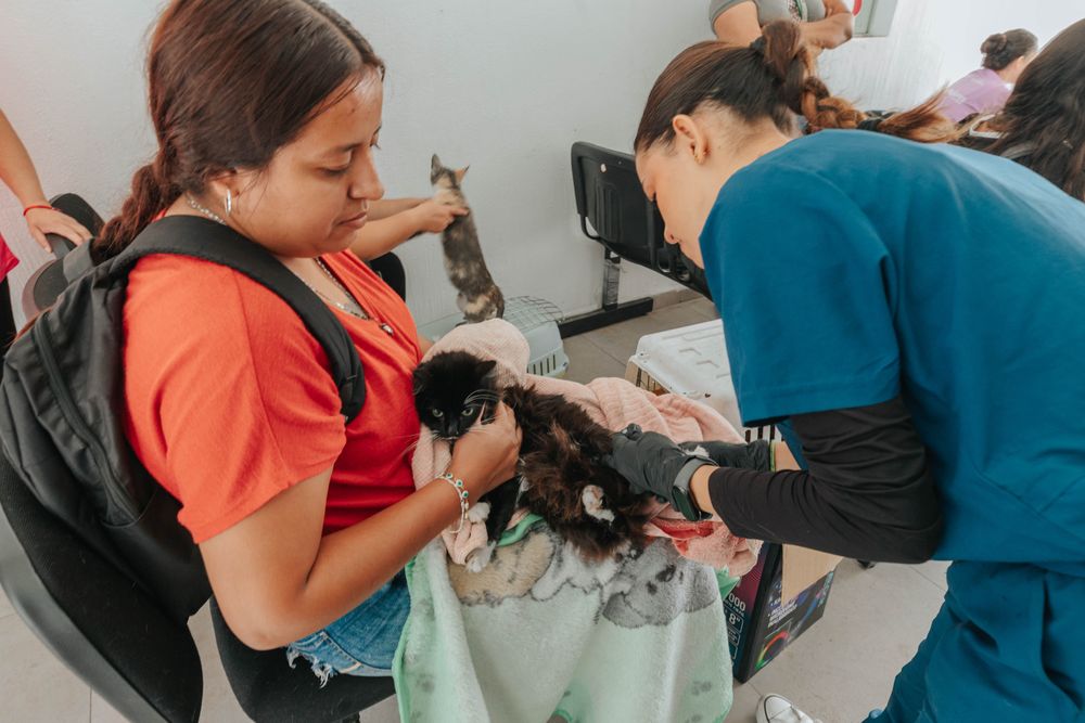 Esteriliza Guadalajara a más de 200 mascotas en campaña masiva
