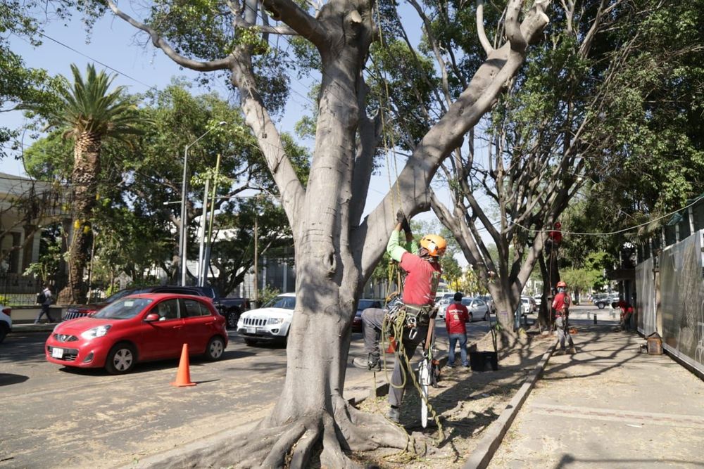 Realiza Gobierno de Guadalajara podas preventivas en Avenida Vallarta