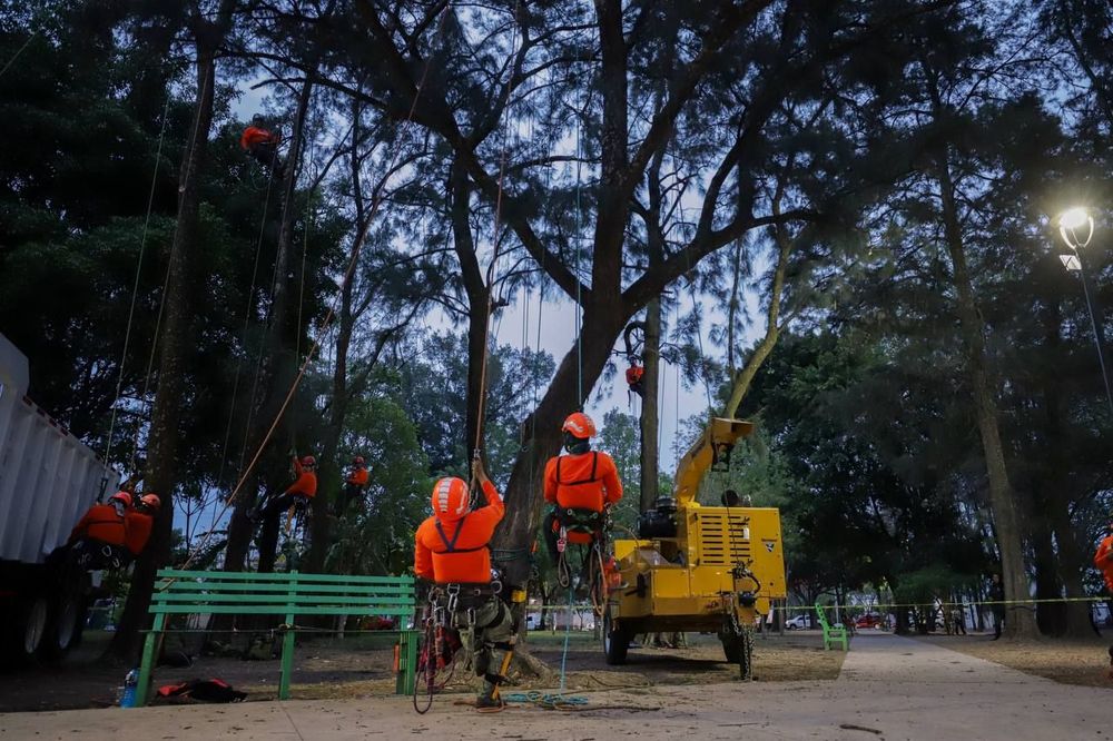 Retira Guadalajara más de 500 árboles secos o en riesgo