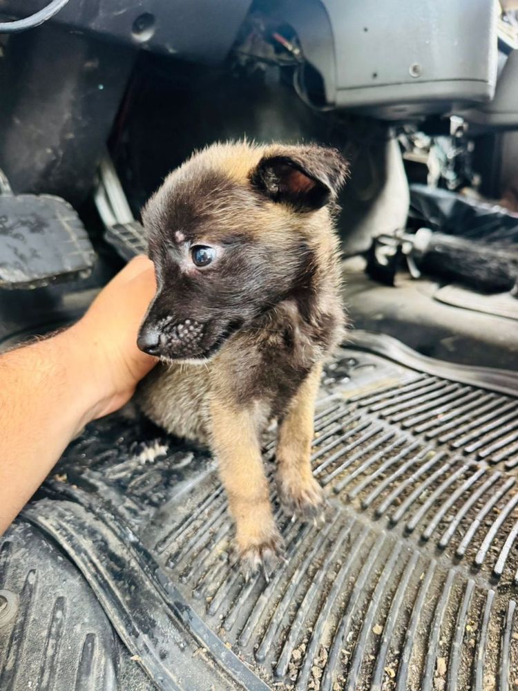 Rescata Guadalajara seis cachorros abandonados en la vía pública