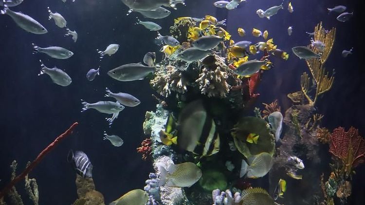 Conmemoran séptimo aniversario del Acuario Michín en Guadalajara