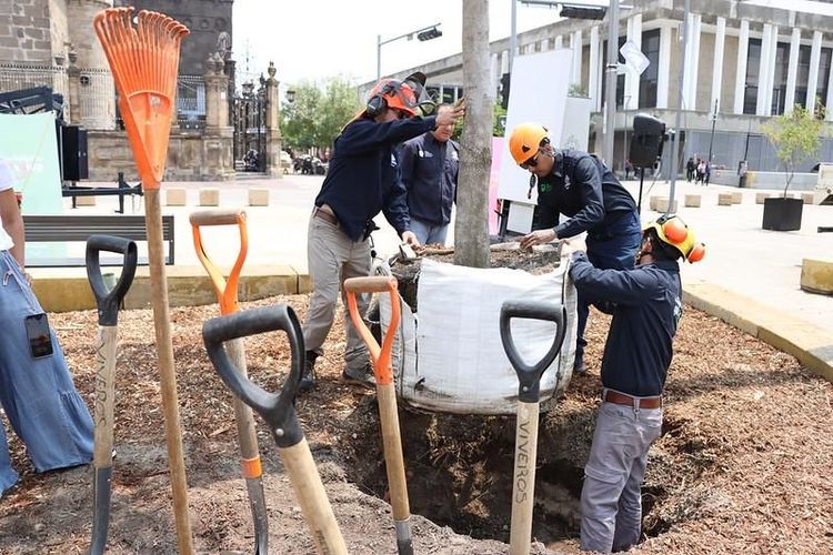 Arrancan Temporada de Plantaciones 2024 en Guadalajara 