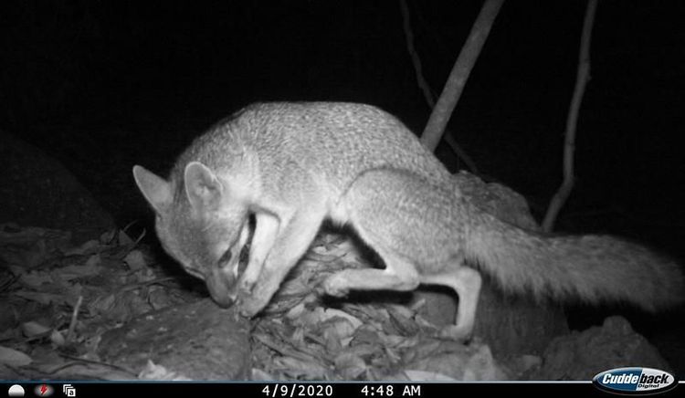 Presentan ‘Senderos del bosque’, muestra fotográfica de fauna del Bosque La Primavera