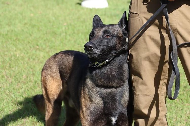 Tiene Guadalajara 18 binomios caninos especializados en búsqueda y rescate de personas, armas, drogas y explosivos
